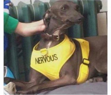 nervous-pupper